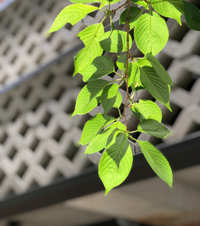 Leaves from terrace